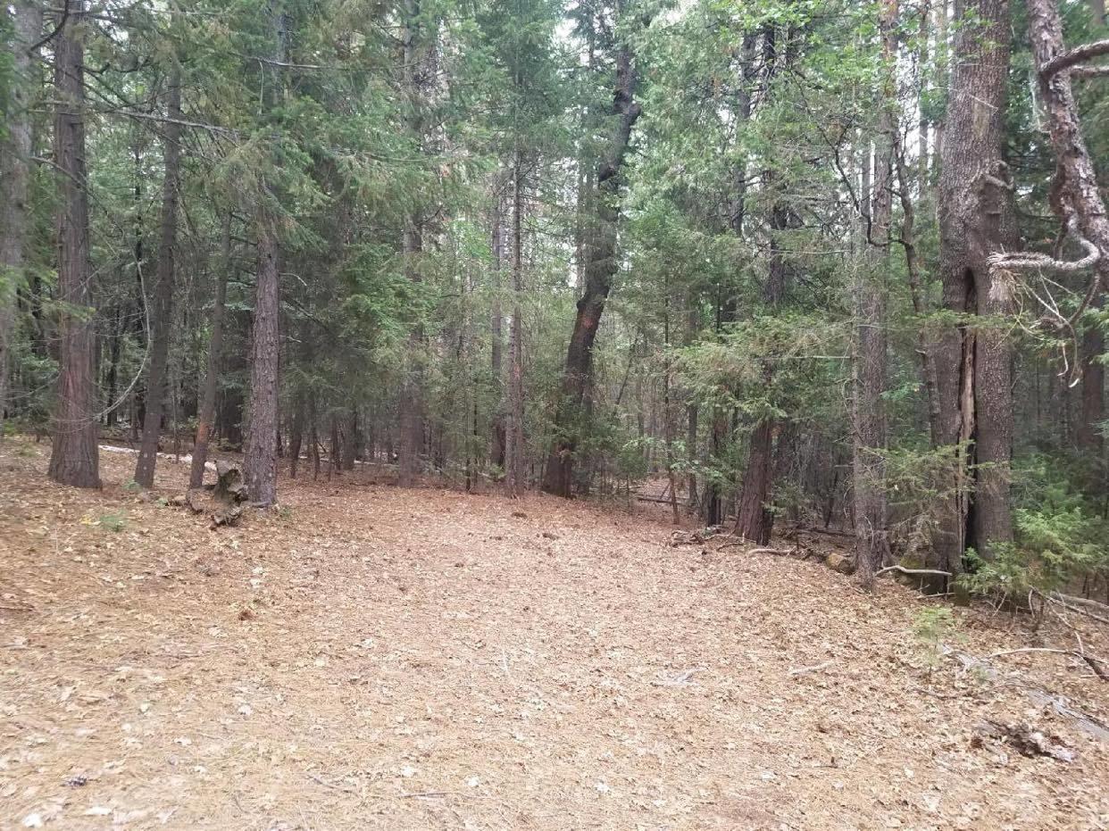 0 Smith Logging Road Whitmore, CA 96096 - Photo 26 of 28 a view of a forest with trees in the background