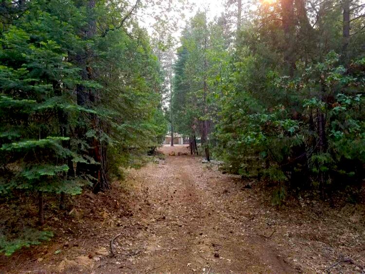 0 Smith Logging Road Whitmore, CA 96096 - Photo 27 of 28 a view of a forest with trees in the background