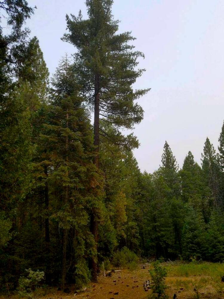 0 Smith Logging Road Whitmore, CA 96096 - Photo 3 of 28 a view of a lake view