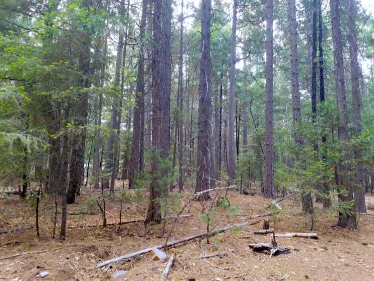 0 Smith Logging Road Whitmore, CA 96096 - Photo 4 of 28 a view of a backyard with a fountain