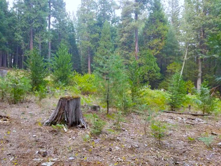 0 Smith Logging Road Whitmore, CA 96096 - Photo 5 of 28 a backyard of a house with lots of green space