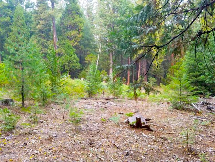 0 Smith Logging Road Whitmore, CA 96096 - Photo 6 of 28 a view of a park with large trees