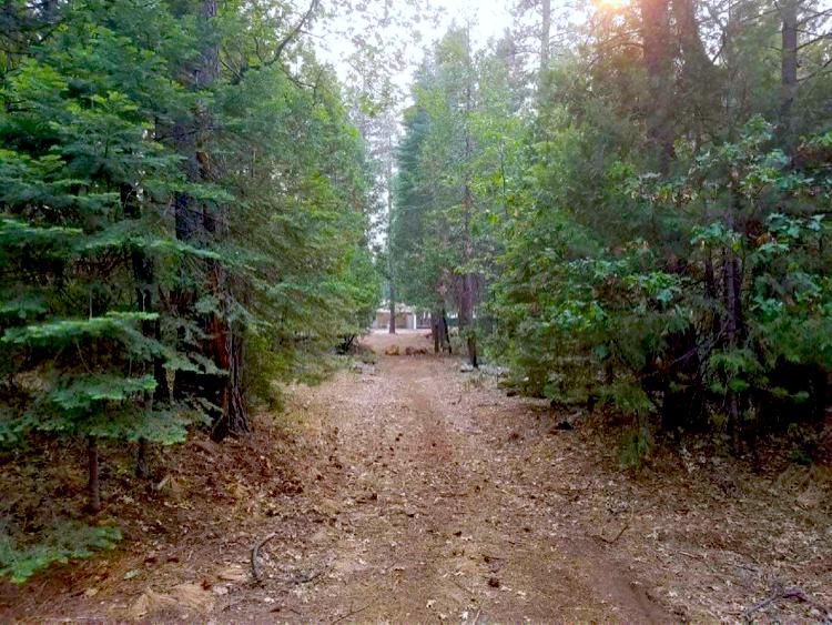 0 Smith Logging Road Whitmore, CA 96096 - Photo 7 of 28 a view of a forest with trees in the background