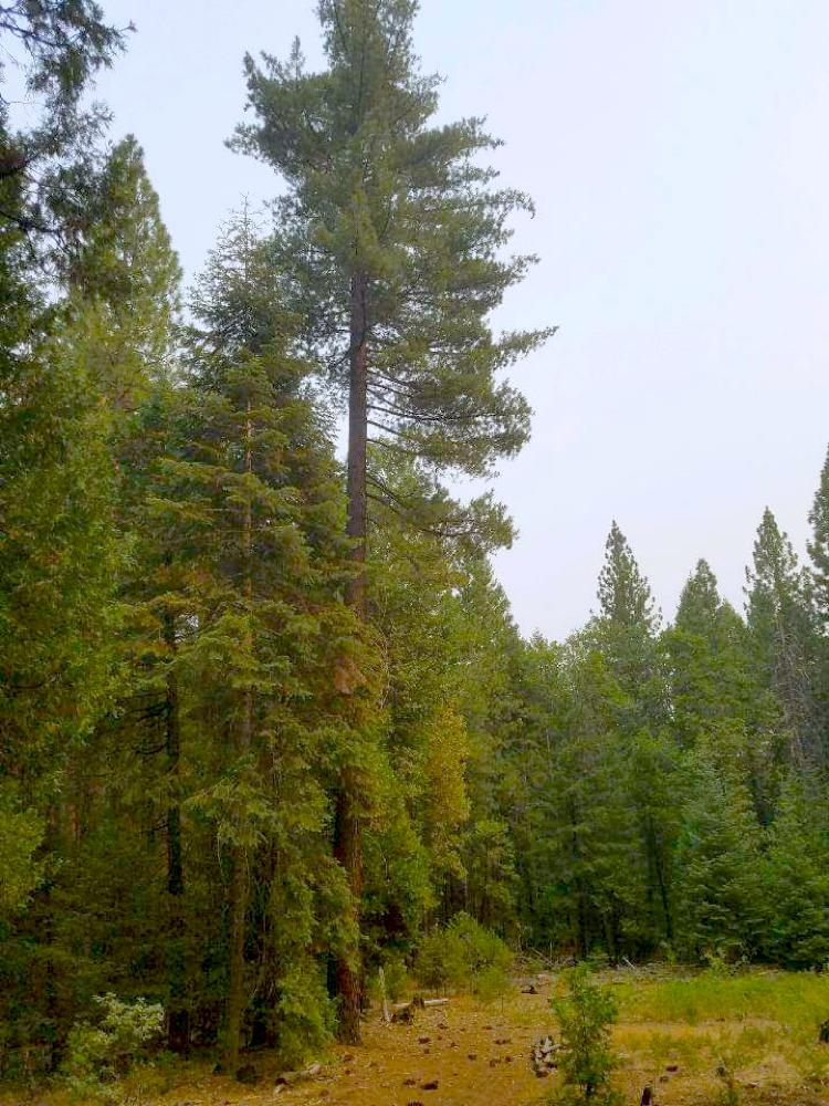 0 Smith Logging Road Whitmore, CA 96096 - Photo 8 of 28 a view of a lake view