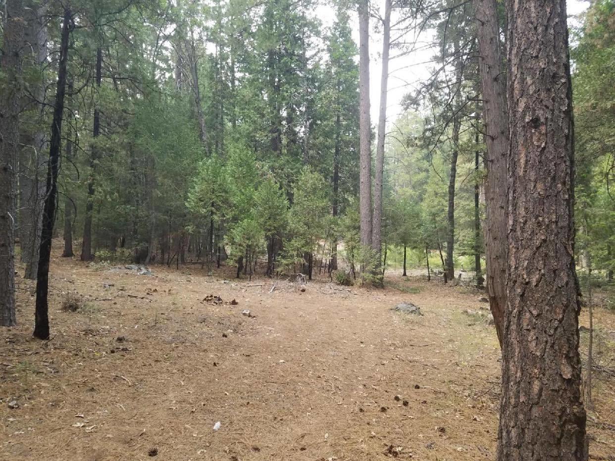 0 Smith Logging Road Whitmore, CA 96096 - Photo 9 of 28 a view of a forest with trees in the background