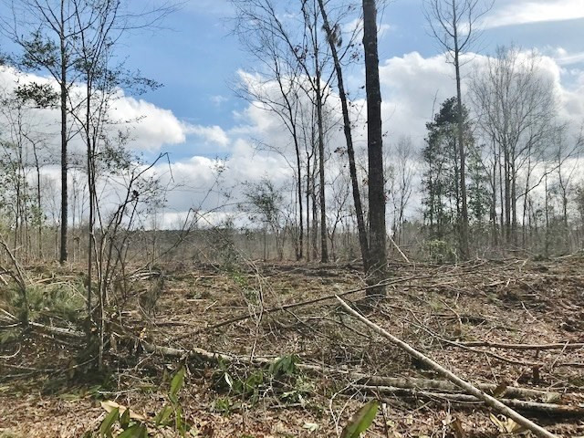 0 Hartwell Road Summit, MS 39666 - Photo 11 of 32 Photo 11