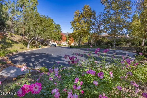 a view of a yard with plants