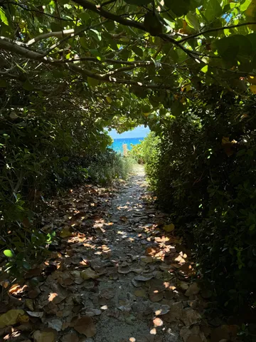 a close up of a tree