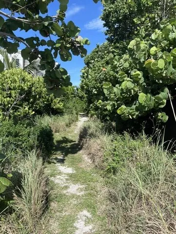 a plant that is in a yard