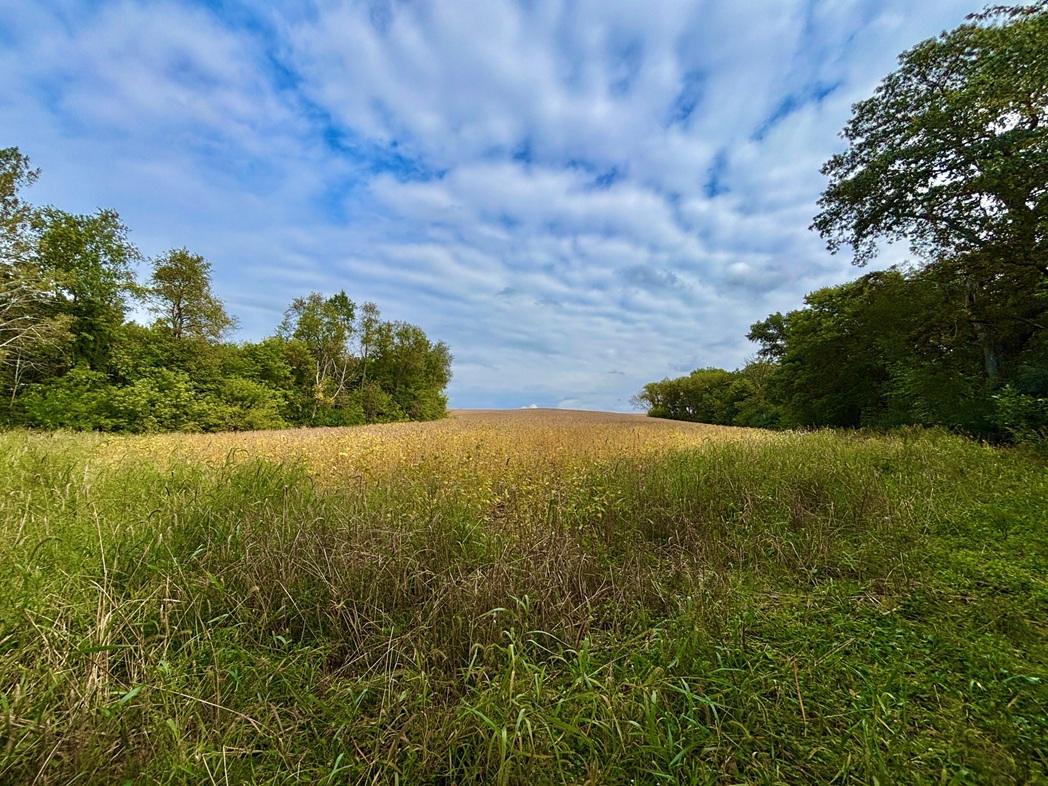 Tbd Dump Hill Road Houston, MN 55943 - Photo 22 of 55 Gallery Image 22
