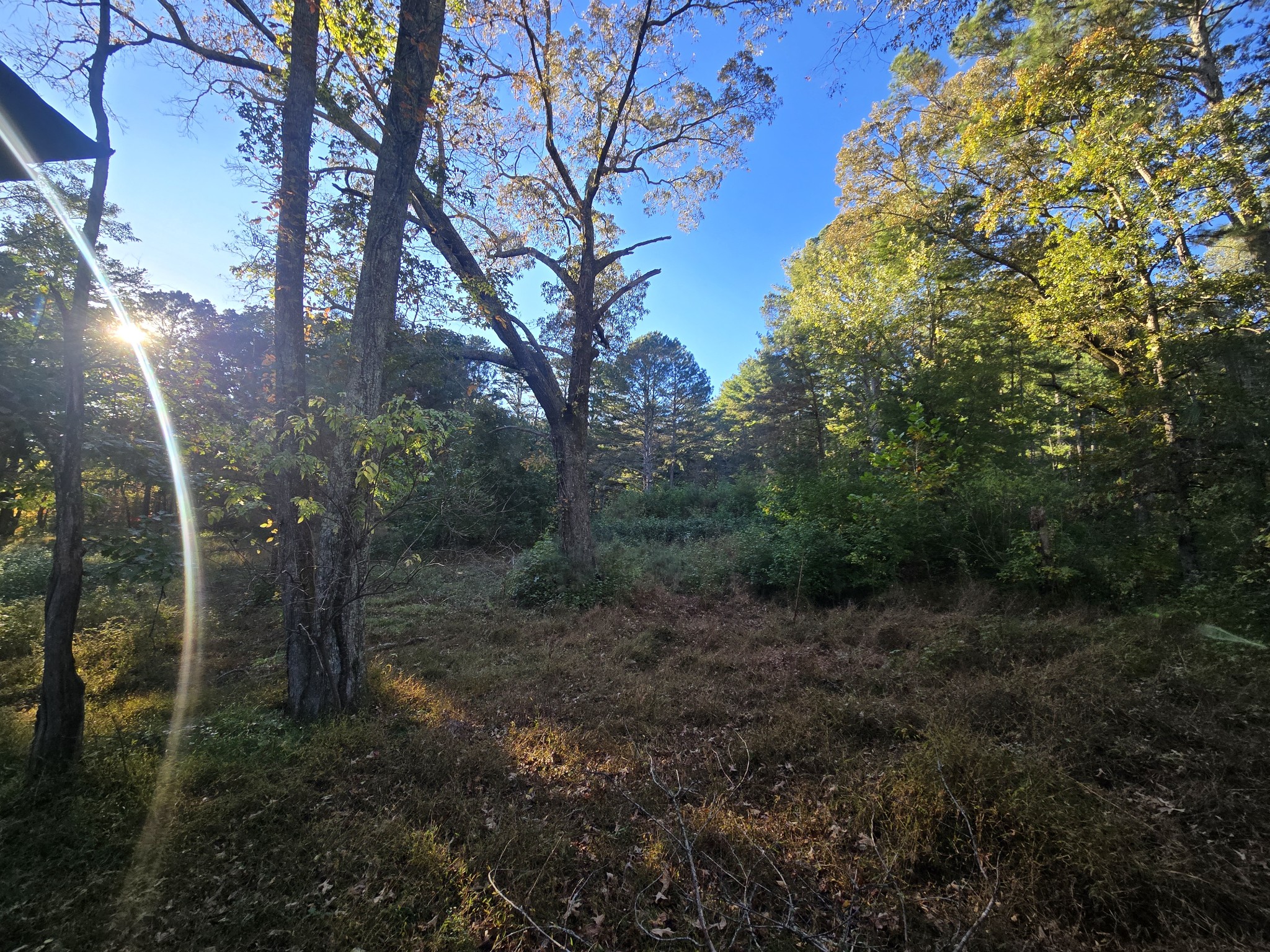 75 Travis Street Tracy City, TN 37387 - Photo 13 of 37 a view of a forest with trees