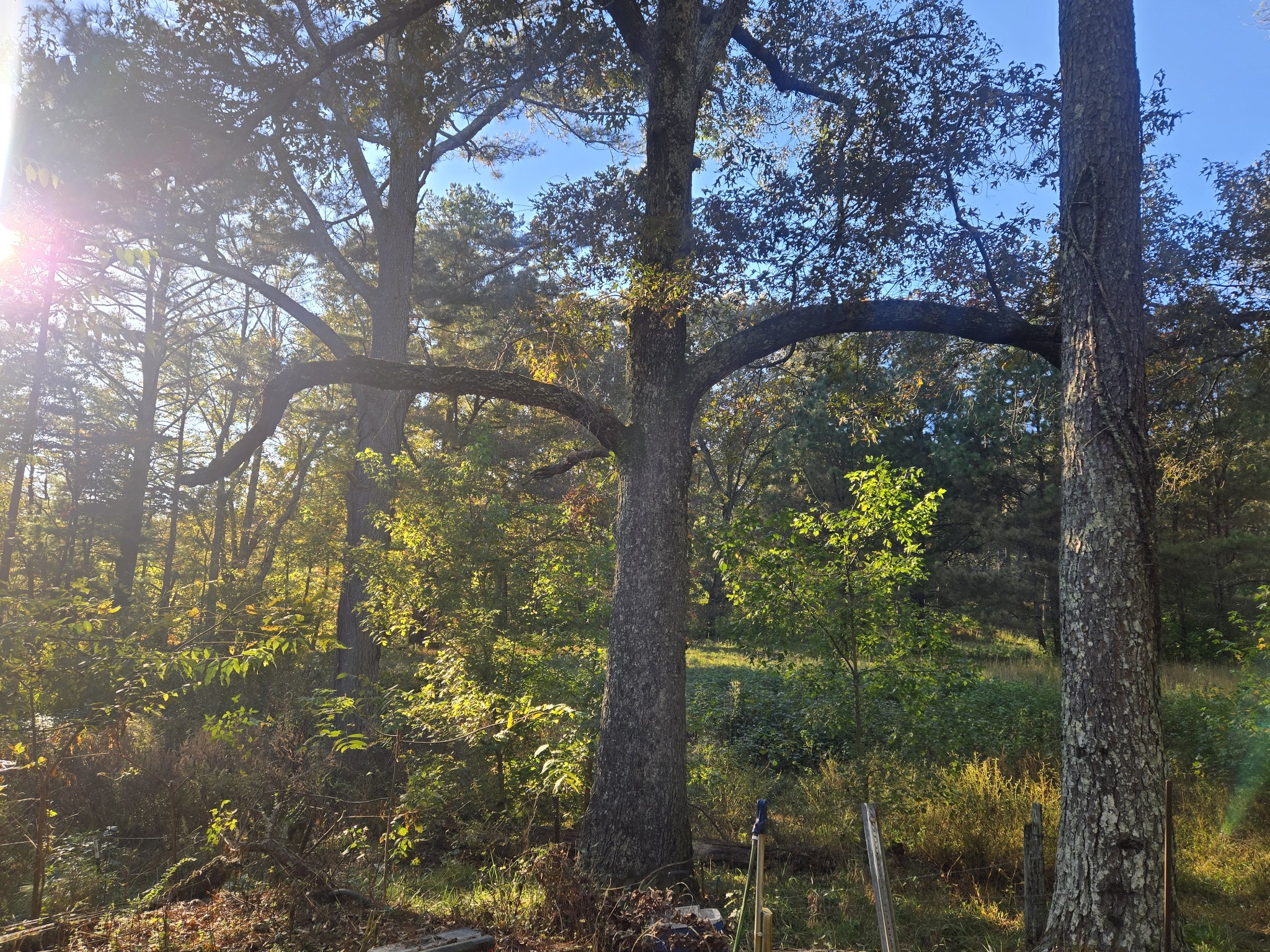 75 Travis Street Tracy City, TN 37387 - Photo 15 of 37 a picture of tree