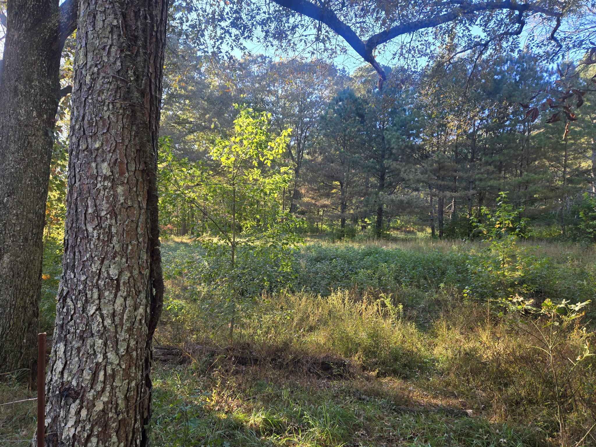 75 Travis Street Tracy City, TN 37387 - Photo 16 of 37 a view of a garden with a lake