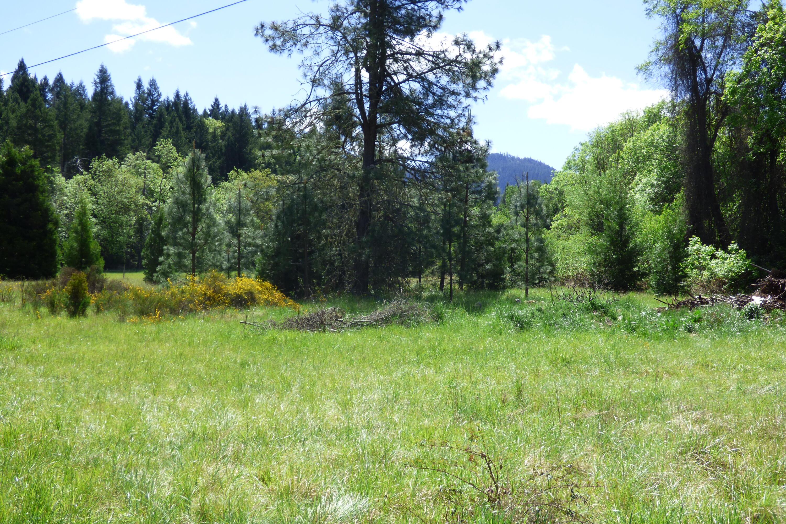 5140 Dick George Road Cave Junction, OR 97523 - Photo 5 of 32 Field beyond the creek that runs through property.