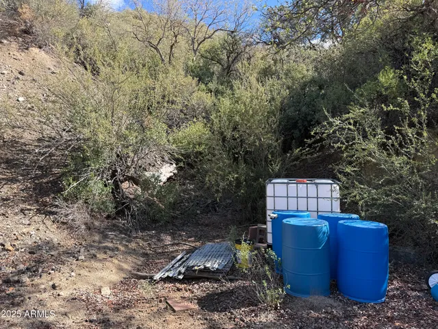 a view of a yard in middle of forest