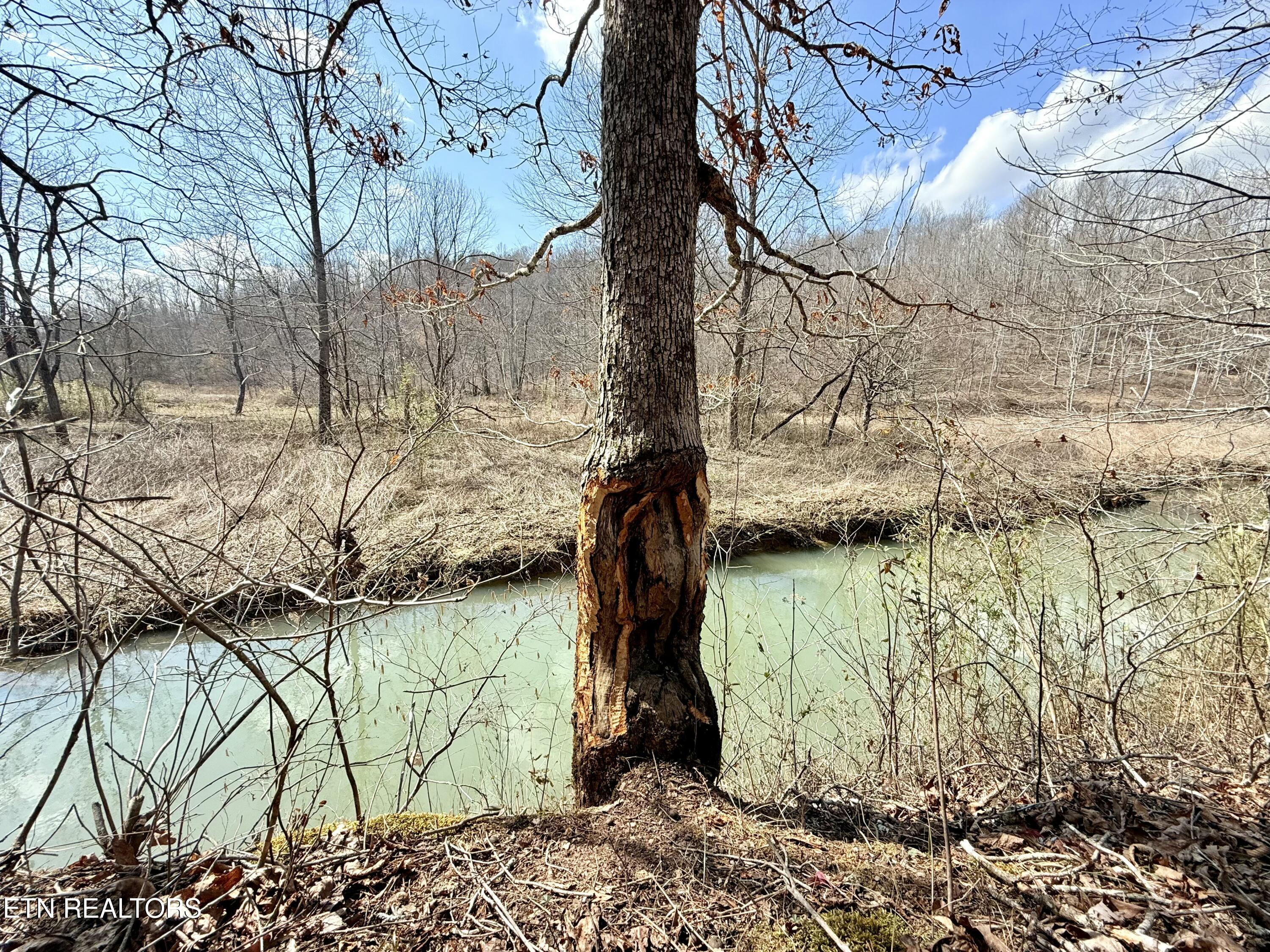 Skull Creek Road Robbins, TN 37852 - Photo 32 of 60 tempImagefADRN5