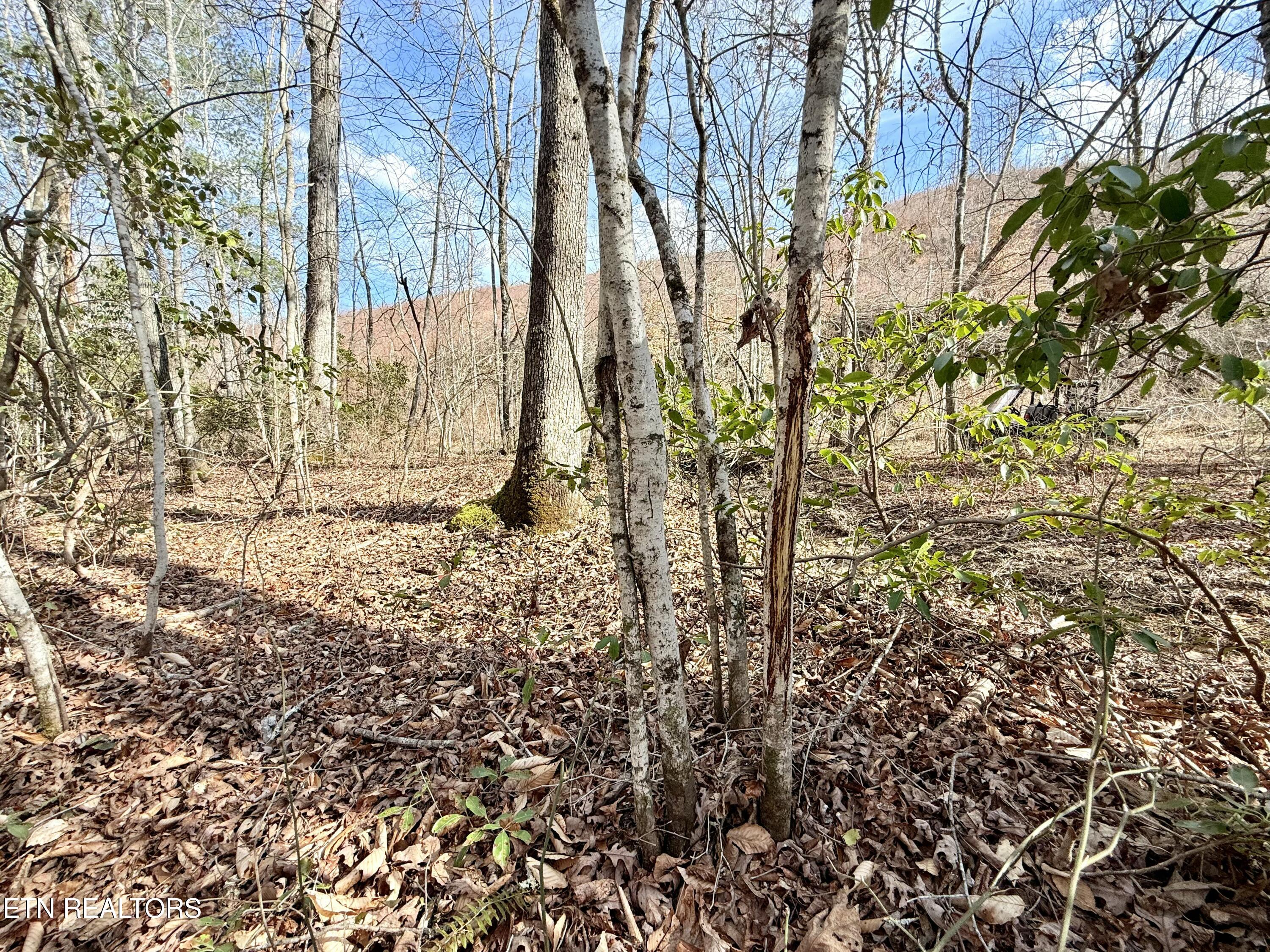 Skull Creek Road Robbins, TN 37852 - Photo 48 of 60 tempImageWX6sJ3