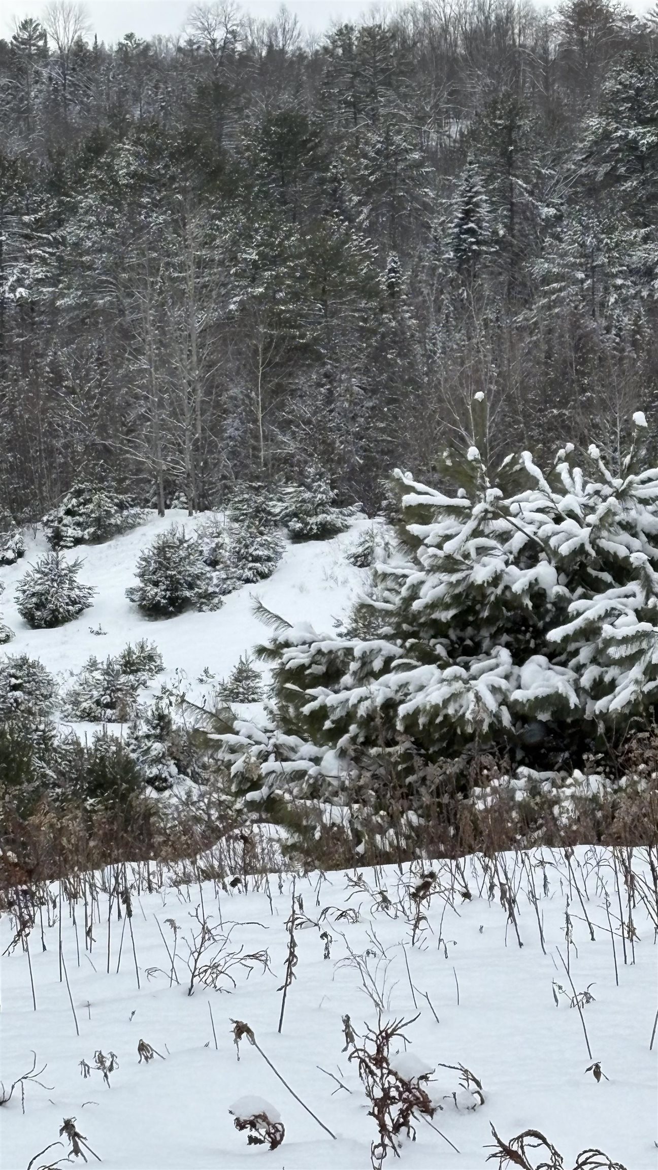 Lot 4 Catterall Road Lisbon, NH 03585 - Photo 3 of 12