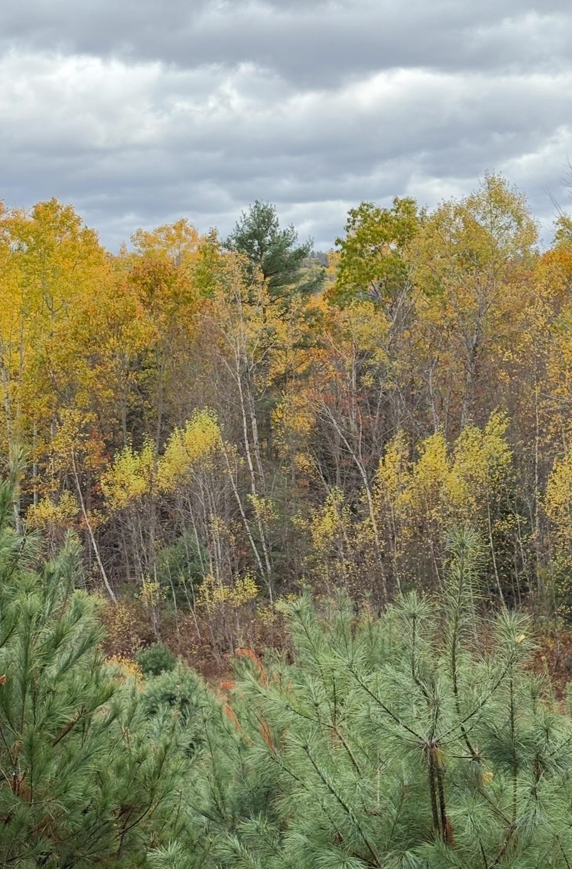 Lot 4 Catterall Road Lisbon, NH 03585 - Photo 10 of 12