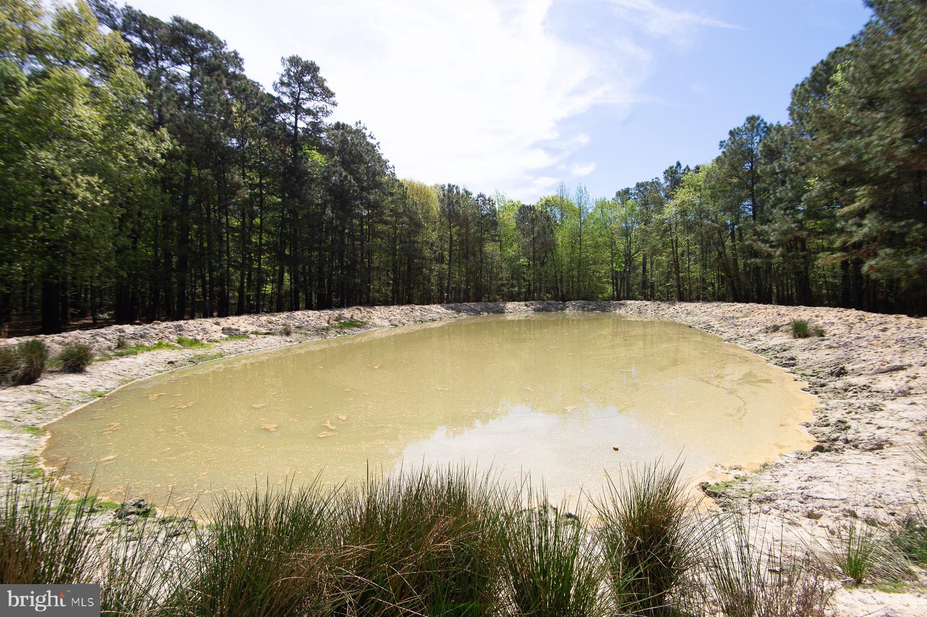 5951 Ross Neck Road Cambridge, MD 21613 - Photo 46 of 50 Pond across from outbuilding