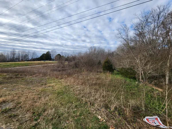 a view of a yard with an trees and plants