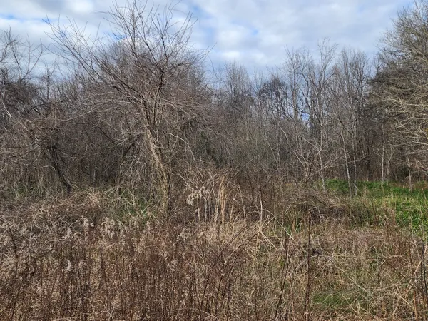 a view of a dry yard with trees
