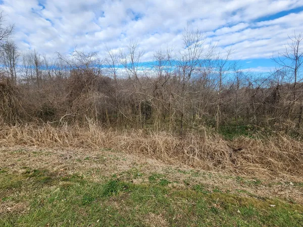 a view of a yard with an trees
