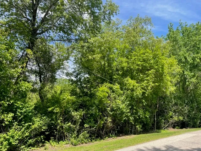 a view of a yard with a tree