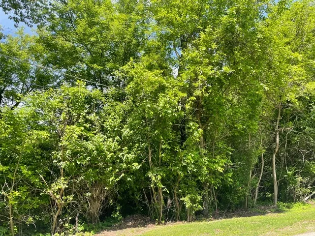 a view of a yard with a tree