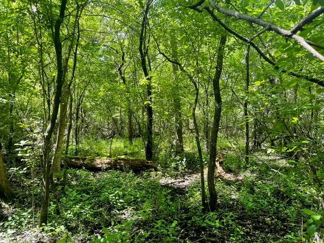 a view of a lush green forest