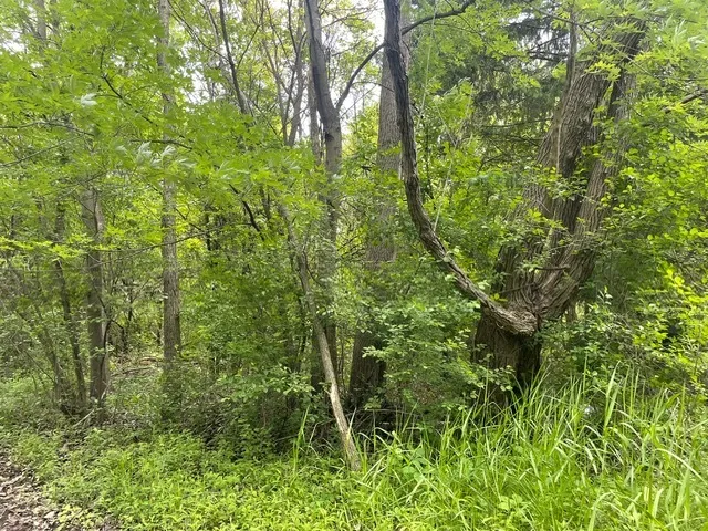 a view of a lush green forest