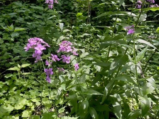 a small yard with flowers and mirror
