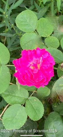 a view of a yard with plants