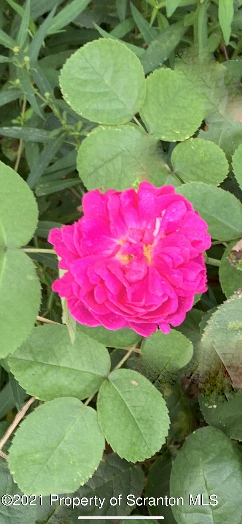 27 Rittenhouse Street Simpson, PA 18407 - Photo 2 of 3 a view of a yard with plants