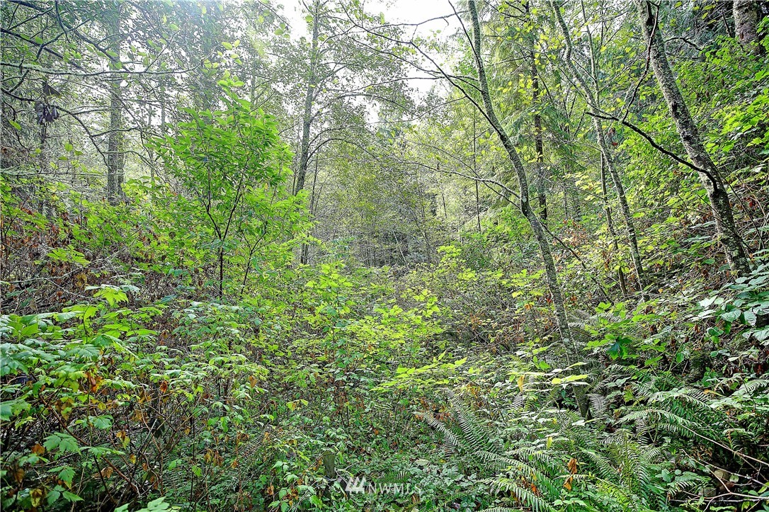 0 Scott Road Camano Island, WA 98282 - Photo 4 of 17 Gallery Image 4
