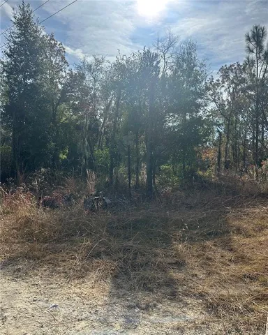 a view of a forest with trees in the background
