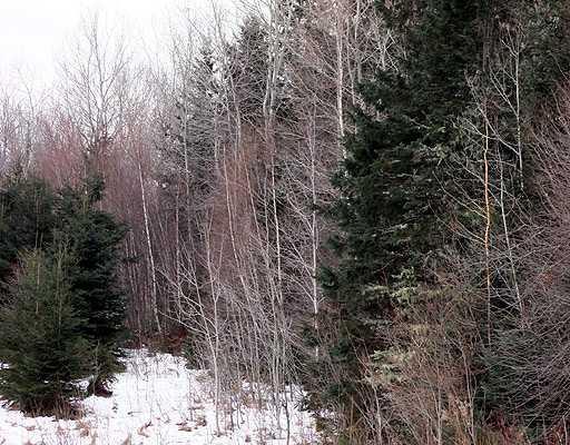 Lot 1 Off West Ridge Road Houlton, ME 04730 - Photo 11 of 14 Exterior Front.