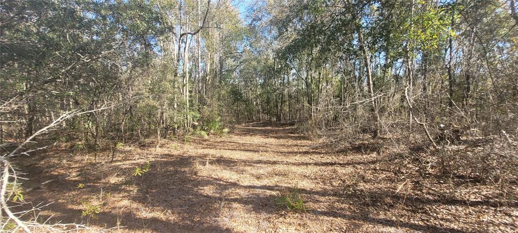 Southwest Sr751 Jasper, FL 32052 - Photo 10 of 10 a view of a yard with a tree