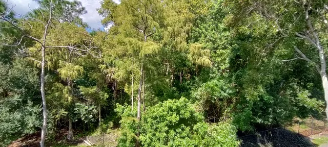 a view of a lush green forest