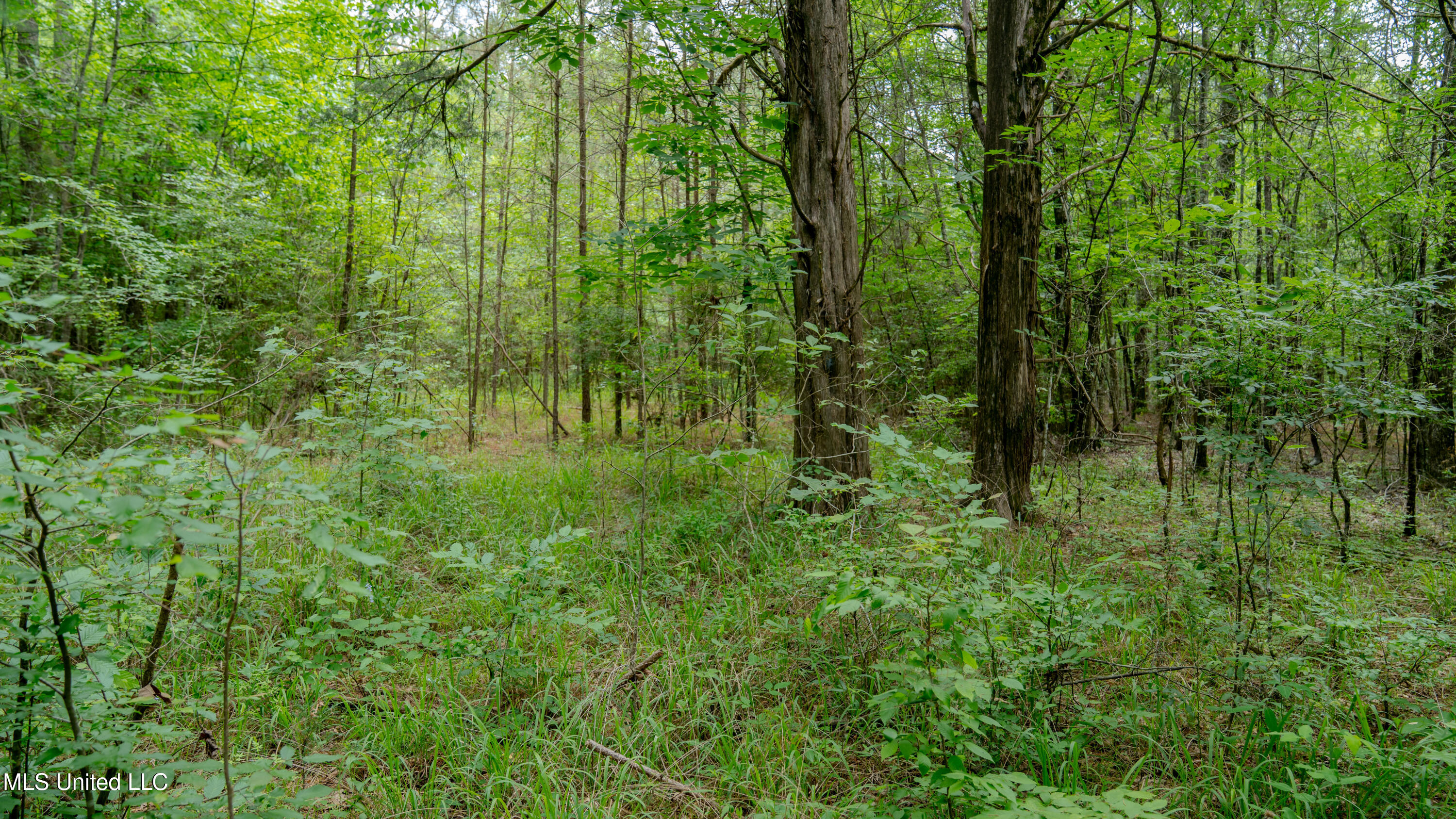 Oooo Big Creek Road Byram, MS 39212 - Photo 43 of 50 56.64 Acre-TERRY-MWLG-45