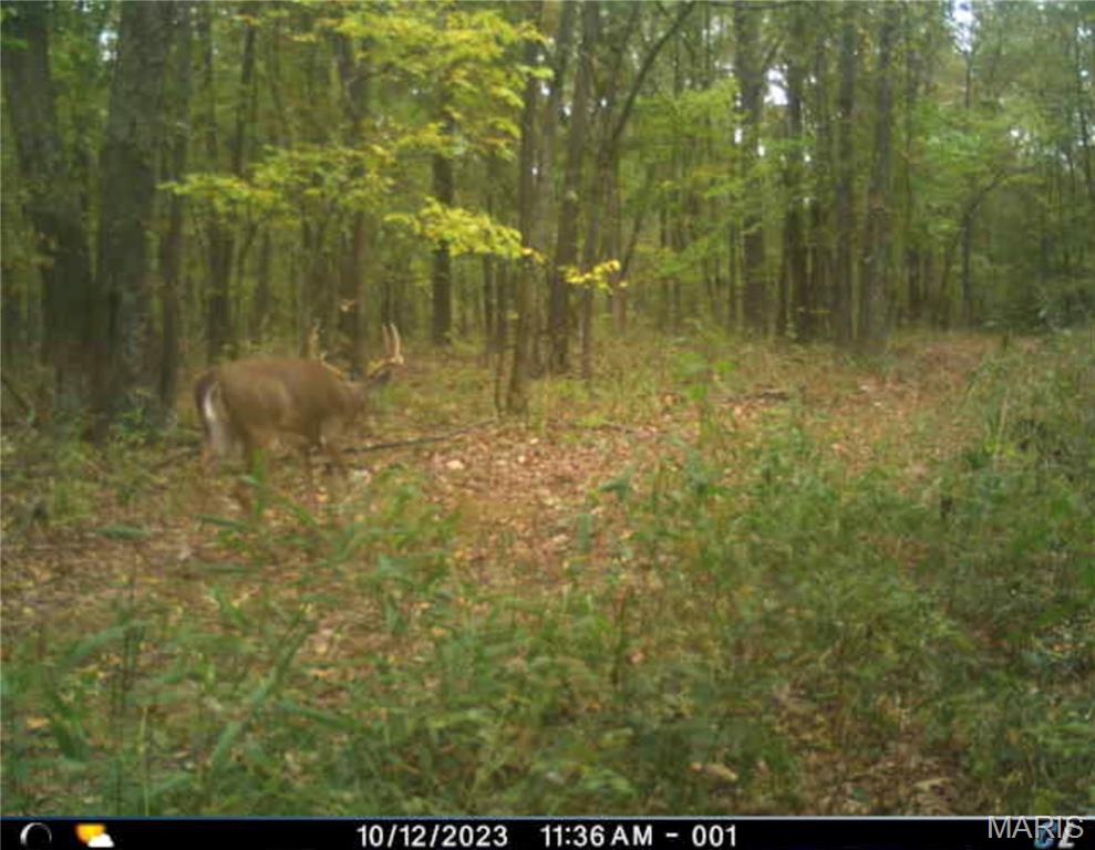 0 Abram Road Hartville, MO 65667 - Photo 61 of 97