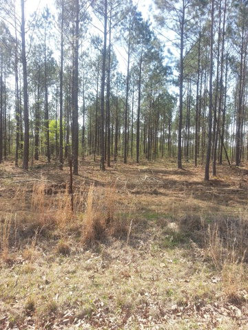 Xx Bogue Chitto Road Southwest Smithdale, MS 39664 - Photo 1 of 1 Main View