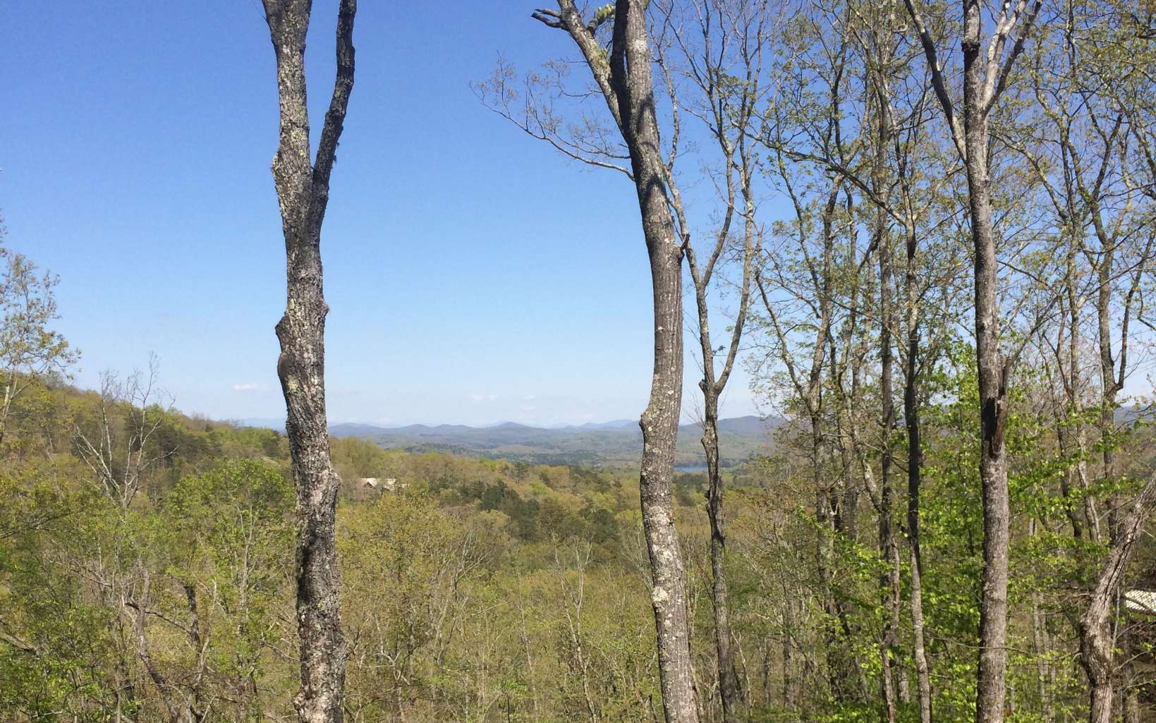 21 Deer Crest Road Blue Ridge, GA 30513 - Photo 1 of 1 a view of a forest from a tree
