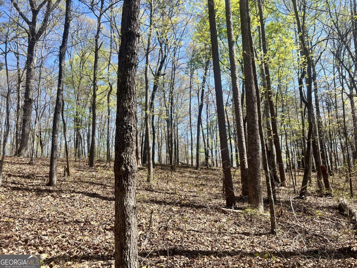 Lot 92 Doll Mountain Road Ellijay, GA 30540 - Photo 5 of 10