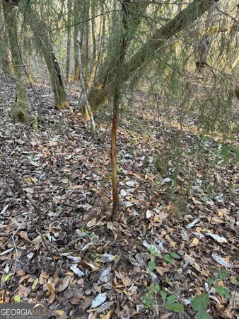 a view of a tree