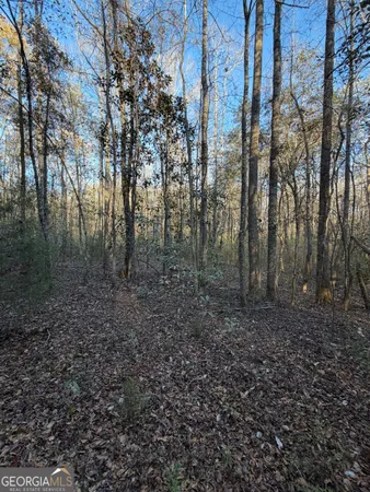 a view of a forest with lots of trees