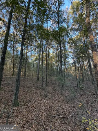a view of a forest with trees in the background