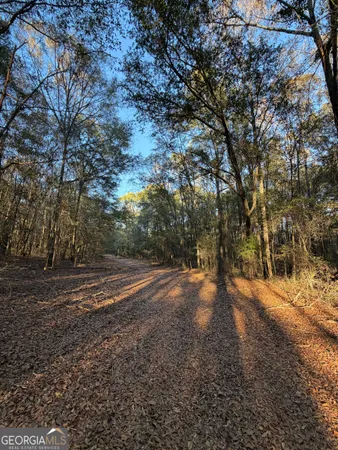 a view of dirt yard with a large tree