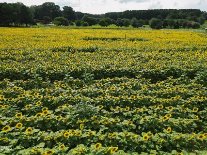 a view of a city with tall buildings
