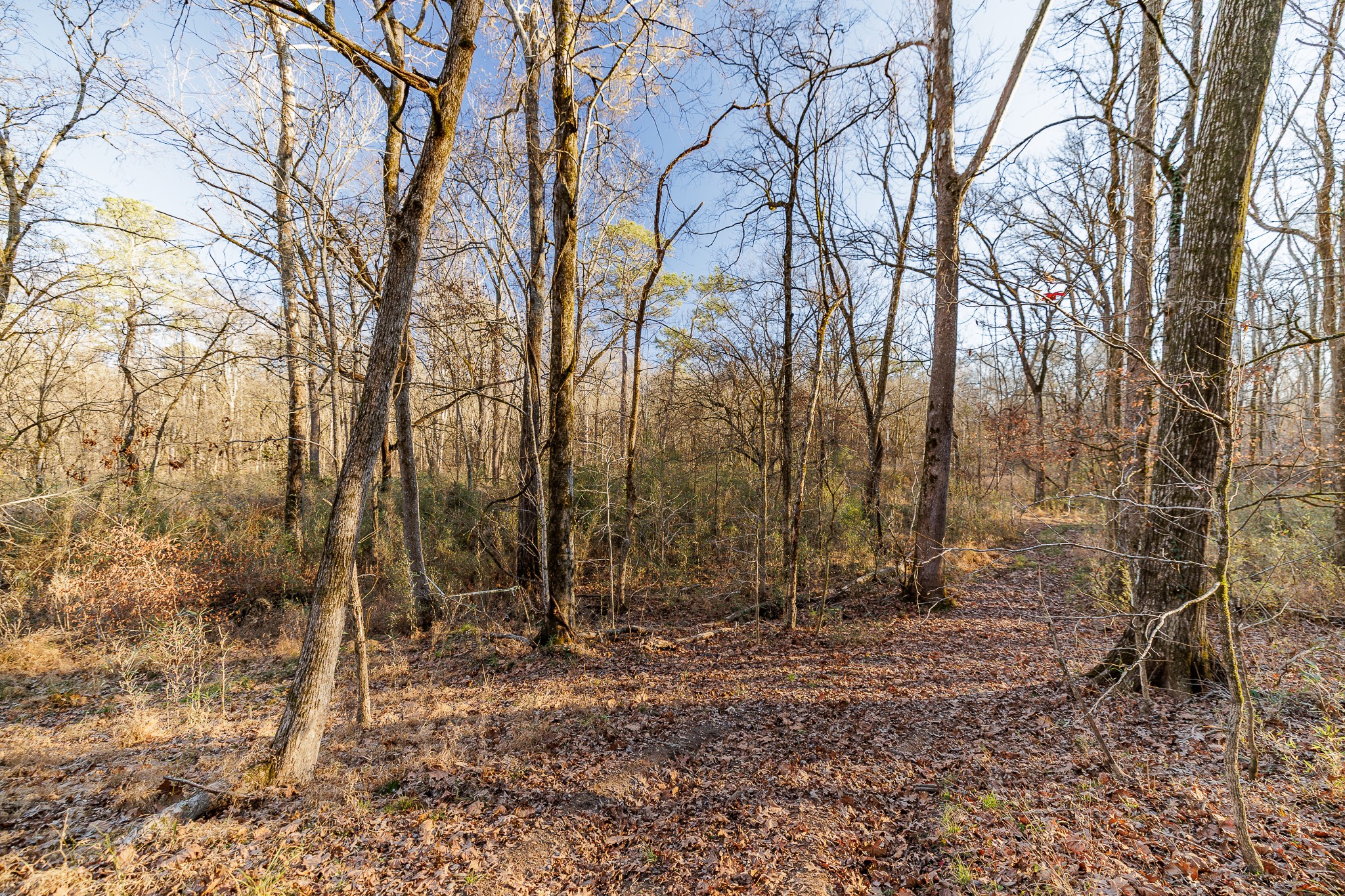 8548 Elberton Road Tignall, GA 30668 - Photo 27 of 50 a view of outdoor space with lots of trees